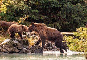 alasak is full of wildlife you will discover while on a luxury yacht vacation to this natural Wonder like whales, mosse, and bears