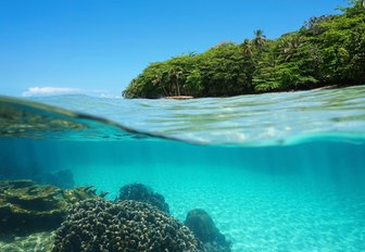 underwater shot of coral and lush forest on land in Puerto Viejo, Costa Rica