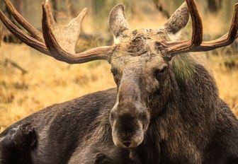 see moose in their natural habitat while on a luxury yacht charter in Norway