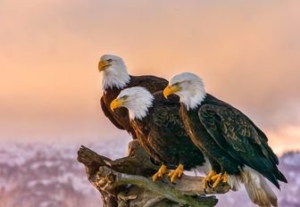 Three bald eagles