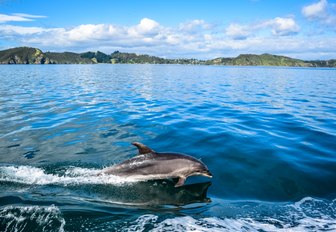 Dolphin swims alongside yacht in the Bay of Islands, New Zealand