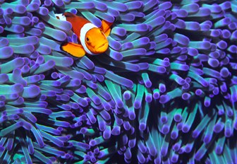 nemo fish peaks out of anemone in australia