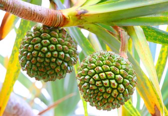 Two prickly green fruits hang from a branch