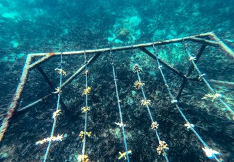 coral nurseries in seas surrounding thanda island