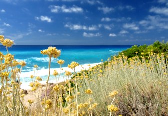 white sandy beach backed by wild flowers along the South of France