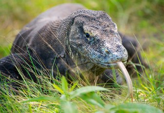 A komodo dragon awaits in the long green grass in Komodo, Indonesia