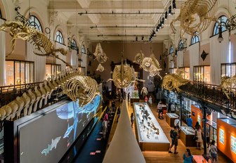 hall in oceanographic museum of monaco with skeletons on ceilings and exhibitions 