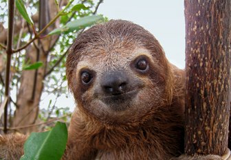 Baby Brown-throated Three-toed sloth in the mangrove, Caribbean, Costa Rica