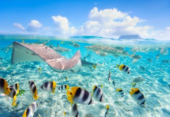 colourful marine life in the beautifully clear waters of Bora Bora in French Polynesia 