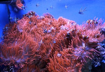 Coral reef in the Bahamas