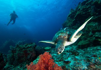 man swims scuba-diving behind sea turtle in gorgeous coral reef  in Antigua 