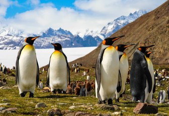 Penguins on the hills of the Arctic