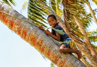 boy climbs tree on Lavena village on Teveuni island in Fiji