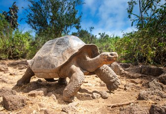 giant tortoise walks across sandy terrain in the Galapagos Islands