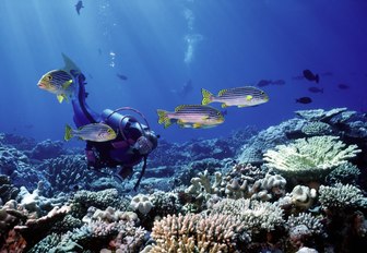 scuba diving amid the rich marine life in the Raja Ampat Islands, Indonesia