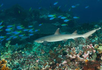 White tipped reef shark swims with brightly coloured fish on a reef in Flores, Indonesia