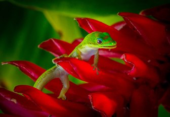 A green gecko perched on red petals