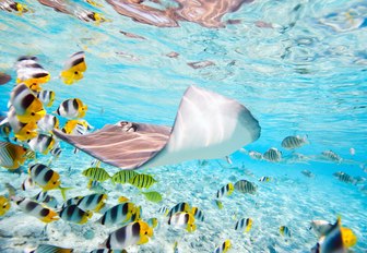 Sting ray and colourful fish make a stunning snorkeling spot in Bora Bora