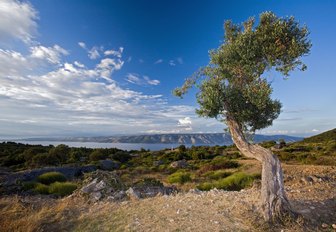 Old Olive tree in the Hvar, Croatia, looking out over the calm Adriatic waters