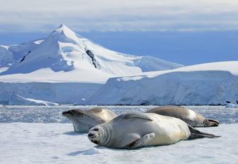 Seals frolic on the ice covered tundra in Antarctica