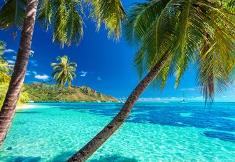 tropical beach with palm trees and azure waters in Moorea on Tahiti island in French Polynesia