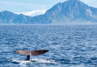 Sperm Whale showing its flukes as it dives, Vesteralen, Norway