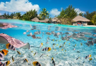 multi-coloured fish swim in clear waters of Tahiti with over-the-water bungalows in distance