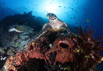 two sea turtles swim over colourful reef in Papua New Guinea