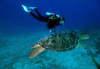 scuba diver discovers a large Sea turtle in the marine rich waters of the Great Barrier Reef