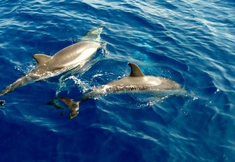 Dolphins in the Mediterranean Sea