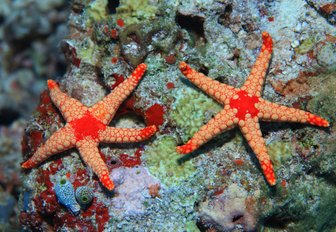 A couple of starfish lie on a seabed