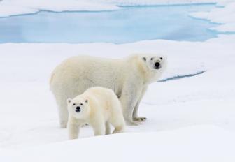 polar bear and cub in Svalbard, Norway