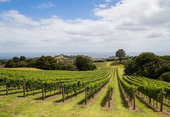 Vineyard on the hillside, Waiheke island in Hauraki Gulf, New Zealand