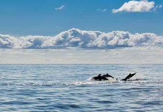 A pod of dolphins swimming in the sea