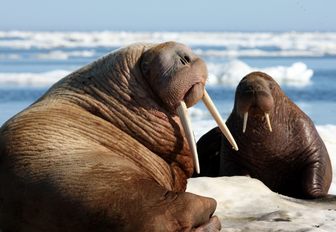 Walrus on the beach in Arctic conditions