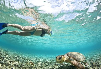 a snorkeller discovers a sea turtle in the crystal clear waters of Belize