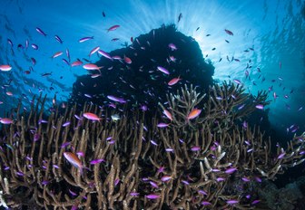 Colorful anthias swarm along a reef drop off in the Solomon Islands, Melanesia