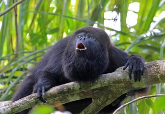 Guatemalan Howler Monkey sitting on a tree in Belize jungle and howling loudly