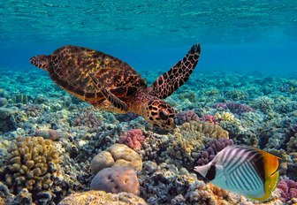 a turtle swims cover colourful coral in the crystal clear waters of Fiji