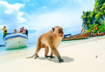 Monkey walks on the beach on Phi Phi islands