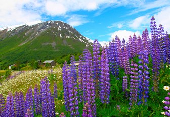 lavender grows in the Norwegian Fjords