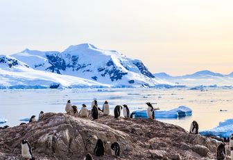 a waddle of penguins on land in Antarctica