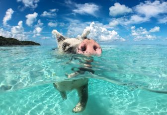 pig swims in Bahamas waters in the Exumas