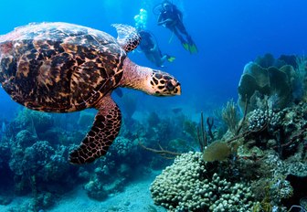 A turtle studies a nearby reef while two scuba divers in the background look on