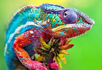 A chameleon with blue, pink, purple, and green shades grasps a small plant