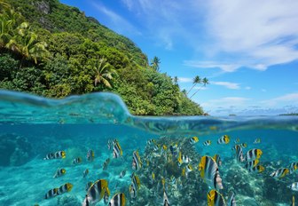Over and under the sea near the shore of a lush wild coast with a school of tropical fish underwater split by waterline, Huahine island, French Polynesia