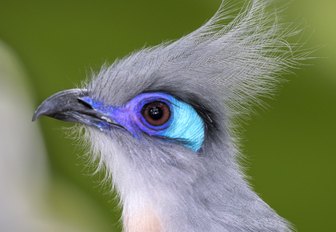 A colorful bird looks to the left, in profile