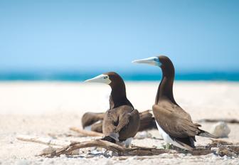 two brown boobys on beach in the Whitsundays, Australia