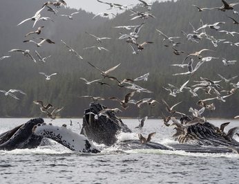 Pacific Yellowfin photo 81