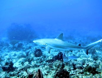 Kaskazi Four photo 27